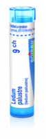 Ledum palustre 9.jpg