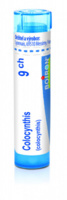 Colocynthis 9.jpg