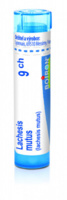 Lachesis mutus 9.jpg