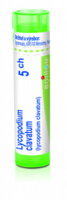 Lycopodium clavatum 5.jpg