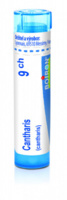 Cantharis 9.jpg