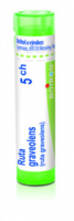 Ruta graveolens 5.jpg