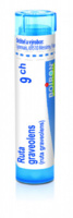 Ruta graveolens 9.jpg