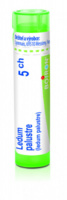 Ledum palustre 5.jpg