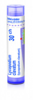 Lycopodium clavatum 30.jpg
