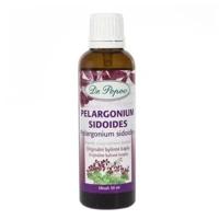 pelargonie