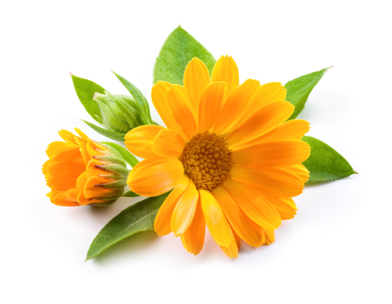 shutterstock_1932619934