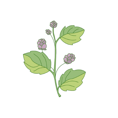 ingredientes-bakuchiol