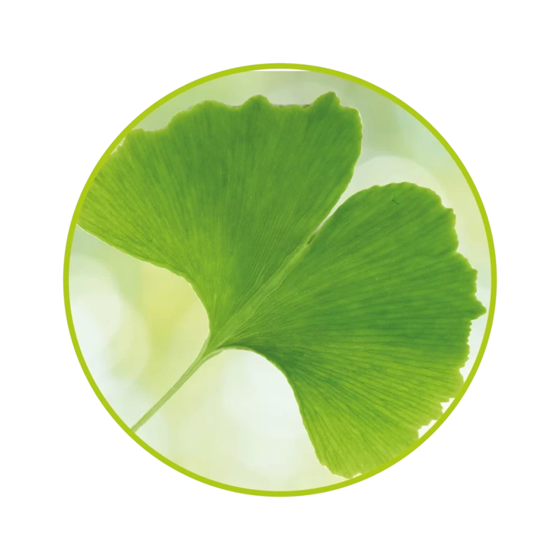 ginkgo