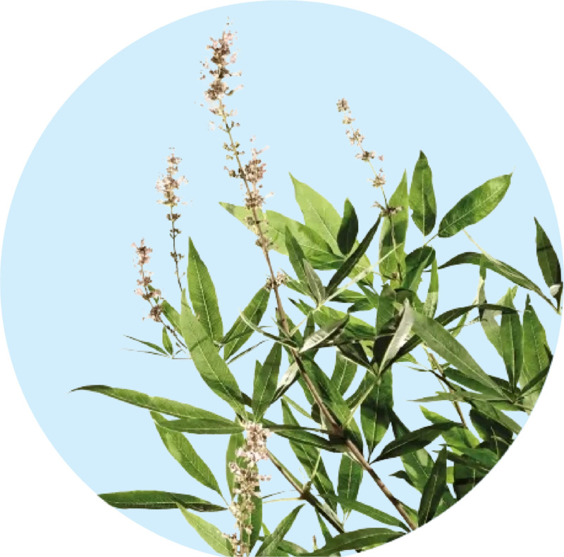 Agnucaston_plant_CZ_SK