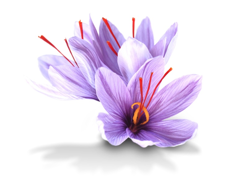 shutterstock_2070051014