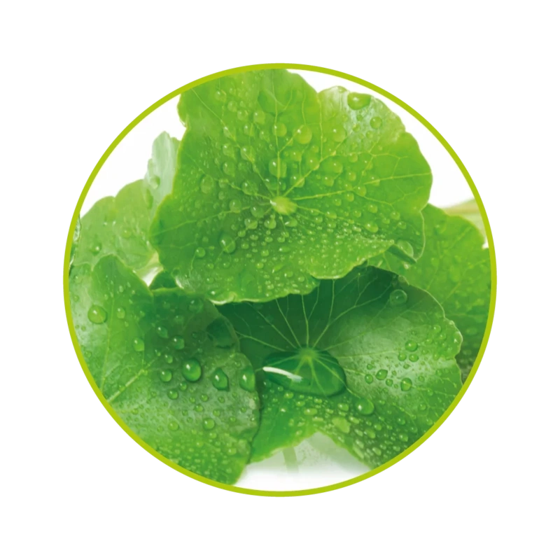 gotu-kola