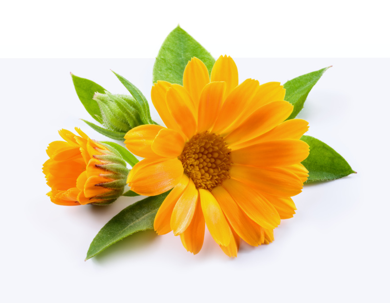 shutterstock_1932619934