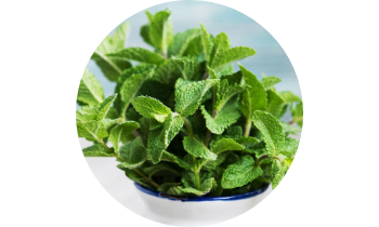 2A_FLUEND_mint