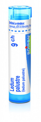 Ledum palustre 9.jpg