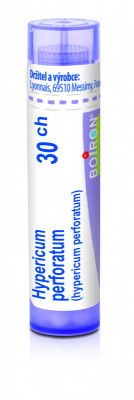 Hypericum perforatum 30.jpg