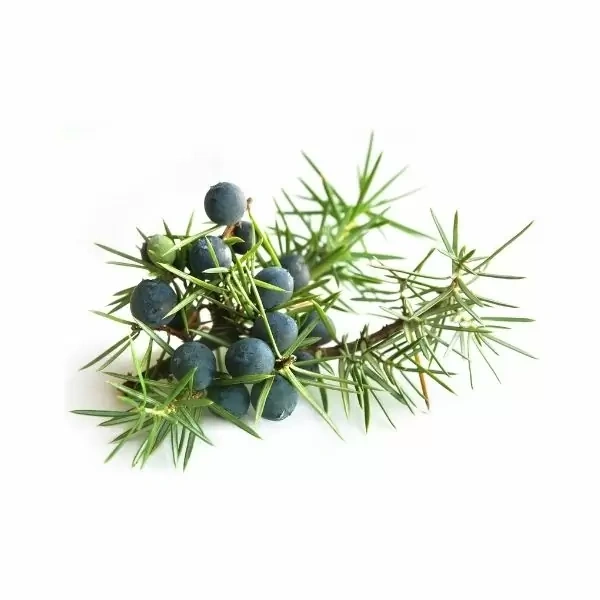 plody-jalovce-obecneho