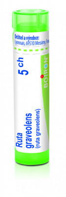 Ruta graveolens 5.jpg