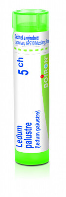 Ledum palustre 5.jpg