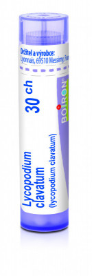 Lycopodium clavatum 30.jpg